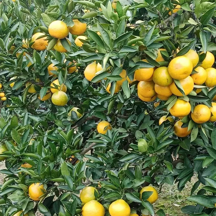 新店特惠，橘子自家种植不打蜡不上色.现摘现发