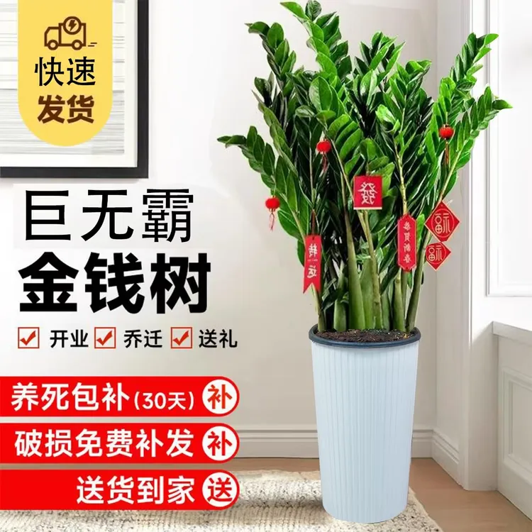 【金钱树】1.1至1.2米大型客厅办公室绿植好养净化空气