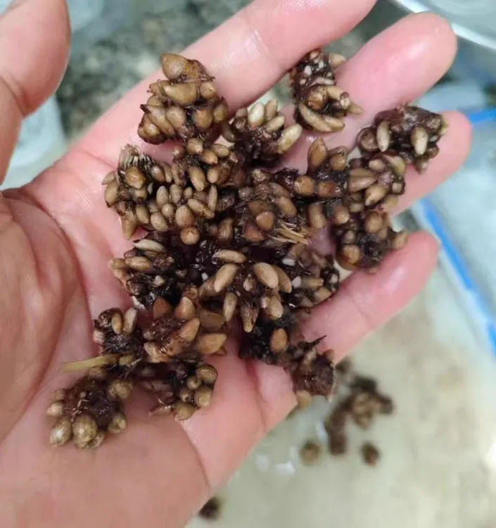 当季新货野生猫爪草煲汤泡茶爪爪分明干净水洗自然晾晒无硫熏批发