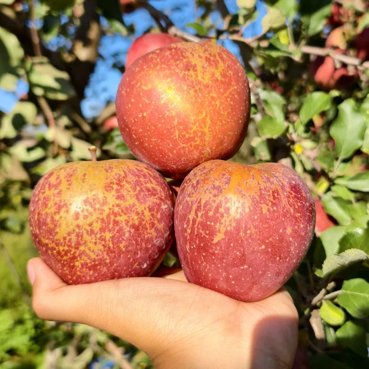 正宗云南昭通丑苹果当季冰糖心丑苹果新鲜水果云南昭通昭阳区发货