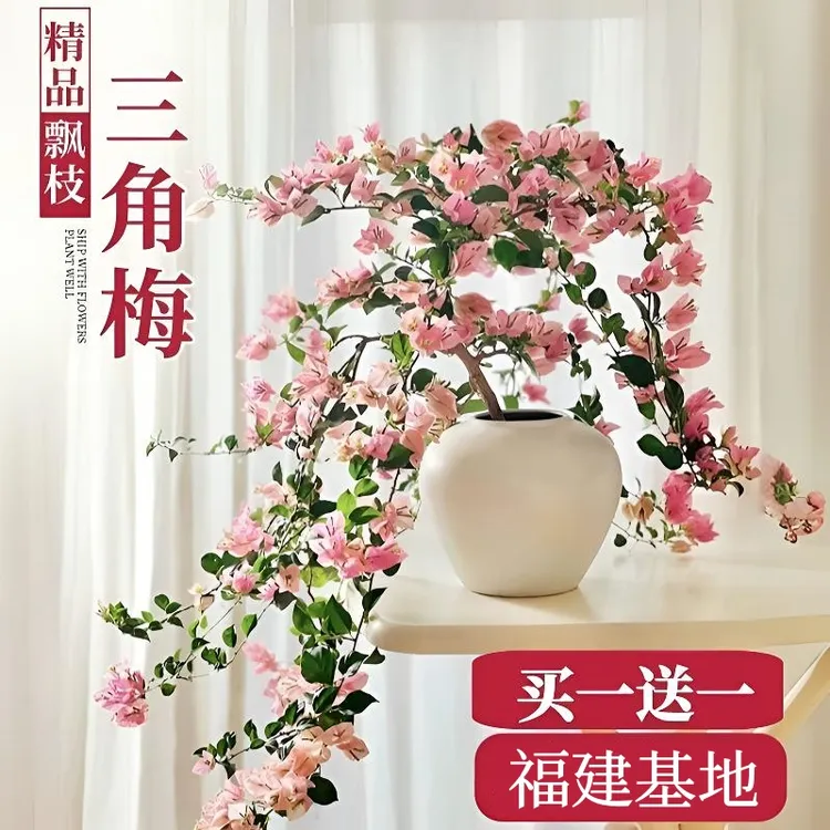 耐寒重瓣三角梅花卉盆栽植物带花易活庭院树苗老桩四季阳台开花商品图