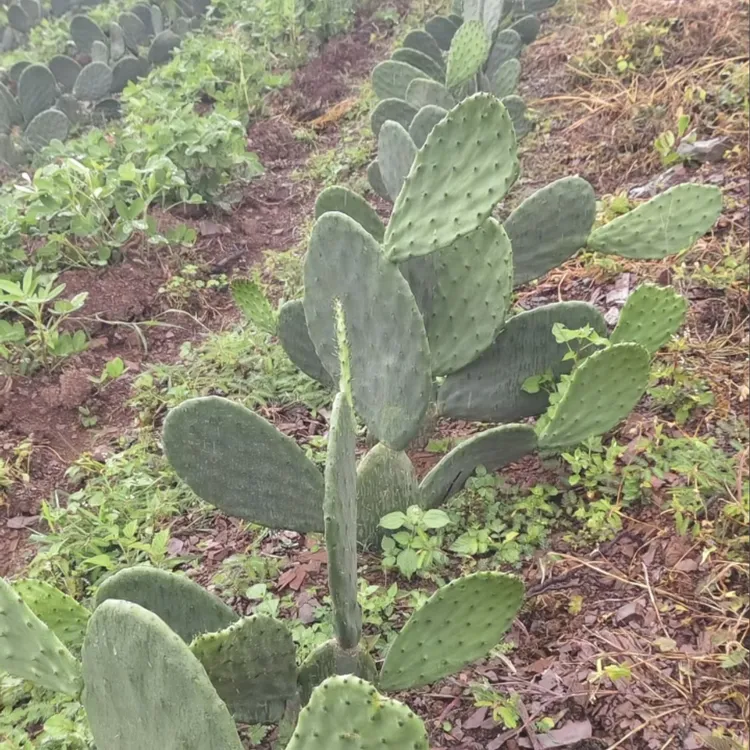 云钻仙人掌种植苗仙人掌盆栽拍一发二