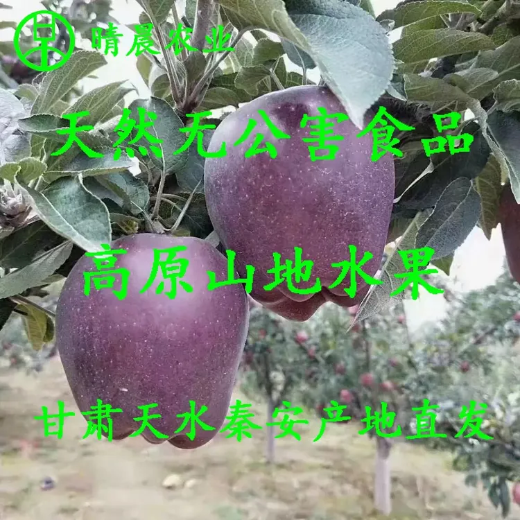 甘肃天水花牛苹果脆甜蛇红粉沙面婴儿辅食老人宝宝刮当季绿