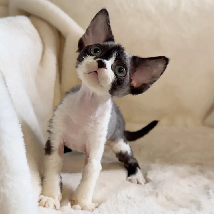 一休德文猫|黑白开鼻贴妹妹(小体)3个月