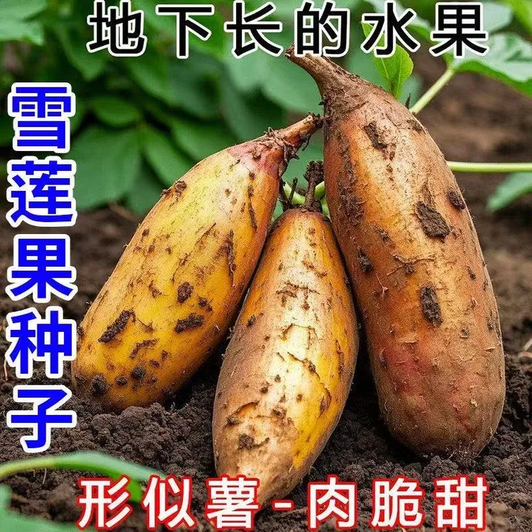 雪莲果种子黄心雪莲果种籽四季高产天山雪莲果优质种子粮食种子商品图