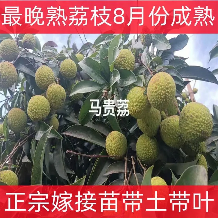 新品马贵八月荔枝特大嫁接苗晚熟品种中秋带土带叶盆栽