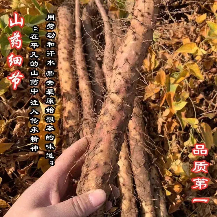 河南焦作正宗垆土铁棍怀山药粉糯香甜新鲜现挖净重3-5斤