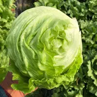 【众旺农场】生菜球 现砍现发 不泡药水 3斤顺丰包邮绿色蔬菜生菜