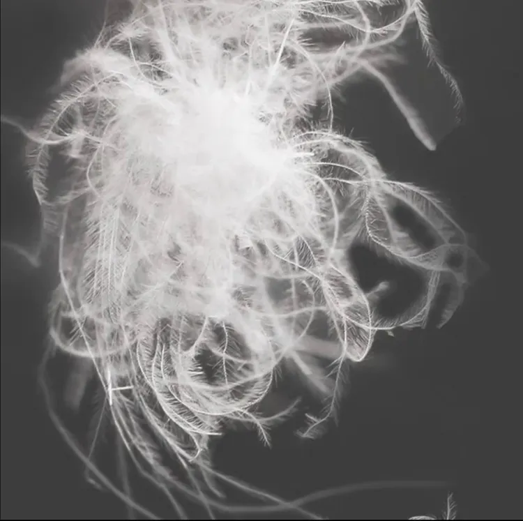 【散装白鹅绒】7A级95%清水东北老鹅绒填充羽绒服羽绒被一两-一斤装