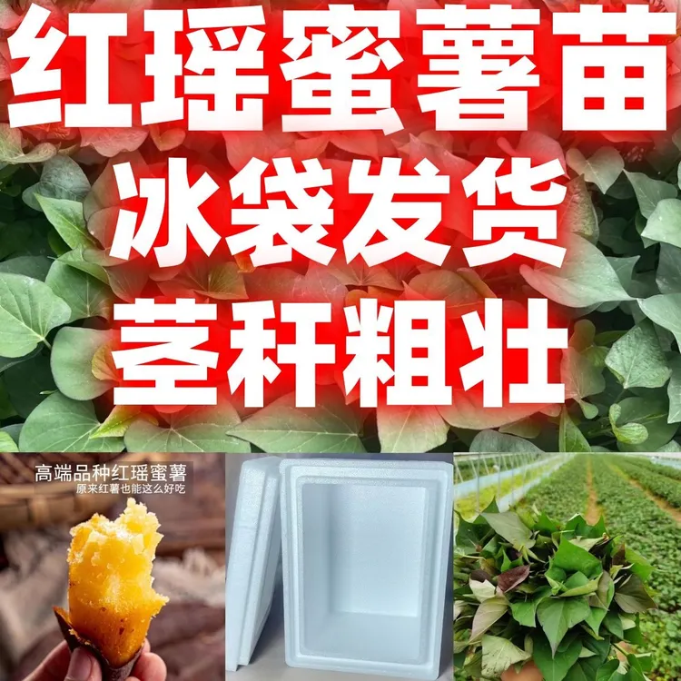 红瑶蜜薯红薯苗红薯好吃薯苗茎秆粗壮高产番薯藤秧好种茎秆发货