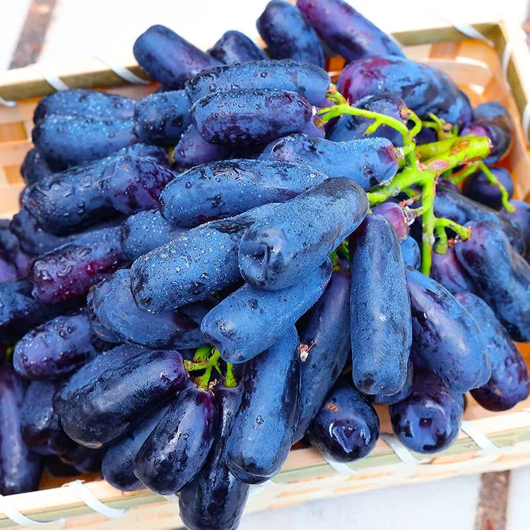 正宗四川大凉山西昌蓝宝石葡萄金手指黑美人无籽黑提当季新鲜水果