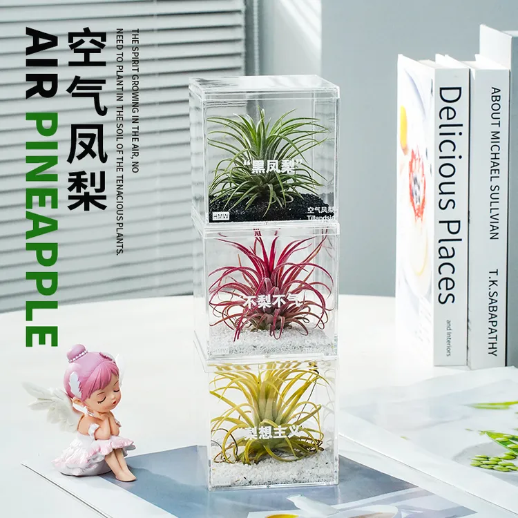 家居美学空气凤梨无土养护植物办公桌面好养观景工位绿植创意礼物