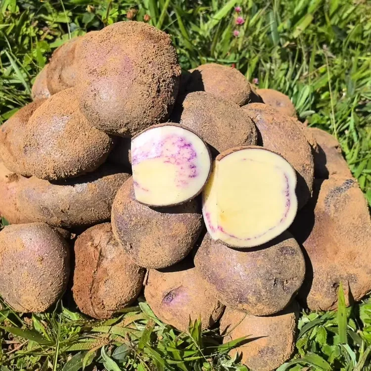 云南昭通大山包新鲜现挖紫皮花青素小黑土豆软糯香甜
