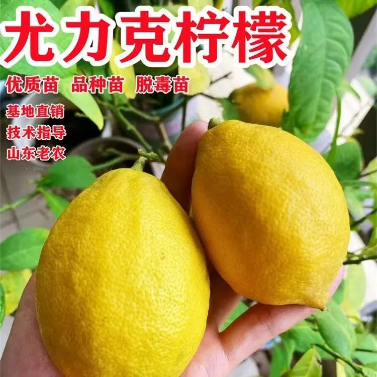 尤力克黄柠檬树苗南北方庭院地栽可食用果树盆栽嫁接四季当年结果