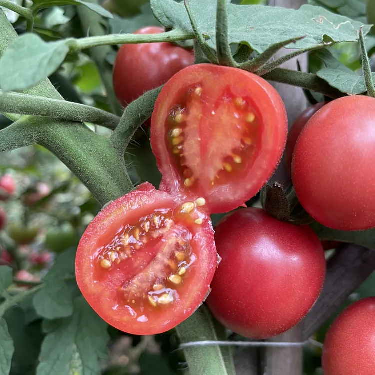 攀枝花千禧小番茄水果新鲜圣女果西红柿抖音每日计划爱意