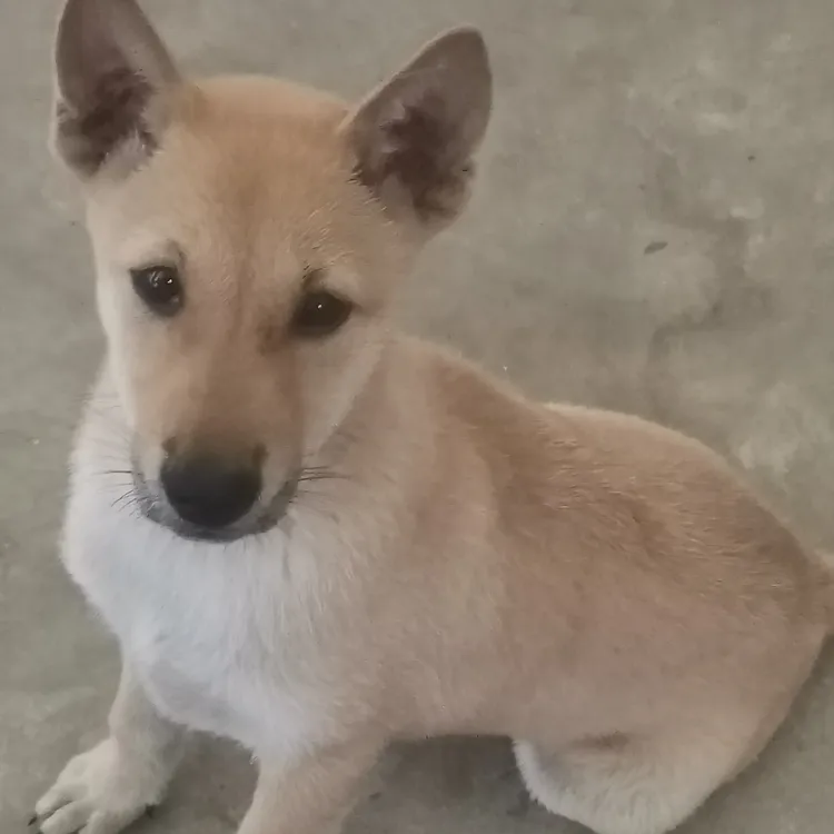 农村代淘中华田园犬等狗狗活体宠物不要乱拍乱下单咨询客服后下单