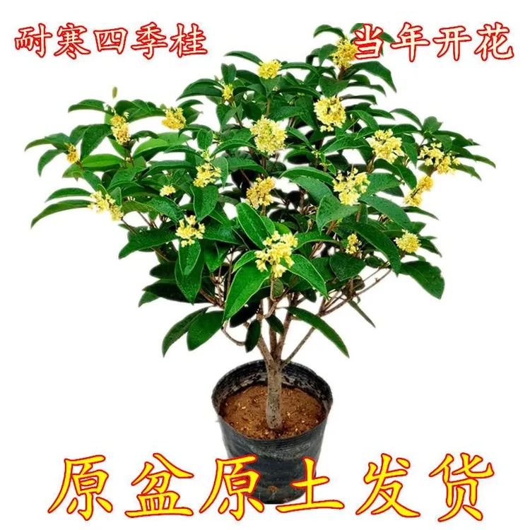 桂花盆栽浓香型四季桂花苗树苗南北方耐寒花卉四季常青植物庭院