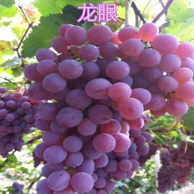 大果无核葡萄树阳光玫瑰寒香蜜巨峰夏黑蓝宝石葡萄盆栽地栽