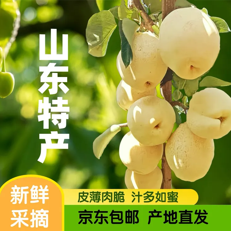 【京东上门】齐鲁酥梨山农个大皮薄味甜新鲜现摘脆甜礼盒果园直发