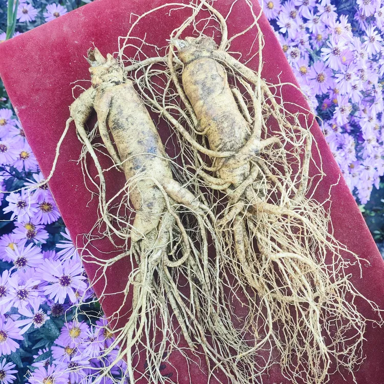 吉林长白山带土新鲜人参可搭配礼盒现挖现卖以直播间的实物为准