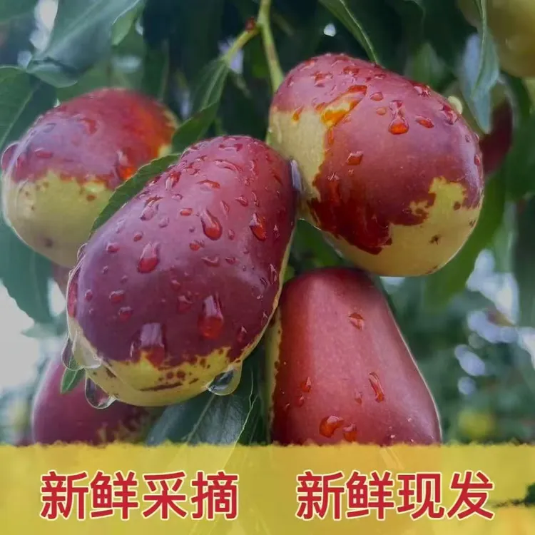 京东包邮正宗太谷壶瓶枣当季新鲜水果优质皮薄鲜脆品质大枣