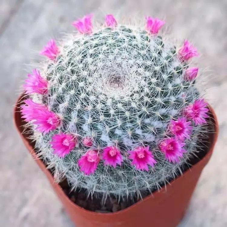 玉翁开花仙人球室内阳台四季好养开花办公桌卧室绿植盆栽多肉植物