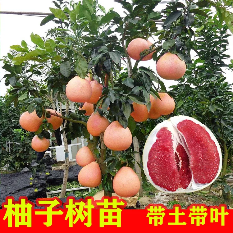 正宗红心柚子树苗带土带叶嫁接苗沙田柚盆栽庭院南方种植三红蜜柚