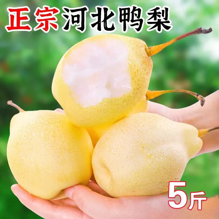 河北赵县鸭梨之乡绿色生态鸭梨皮薄多汁酸甜可口新鲜梨子正宗水果