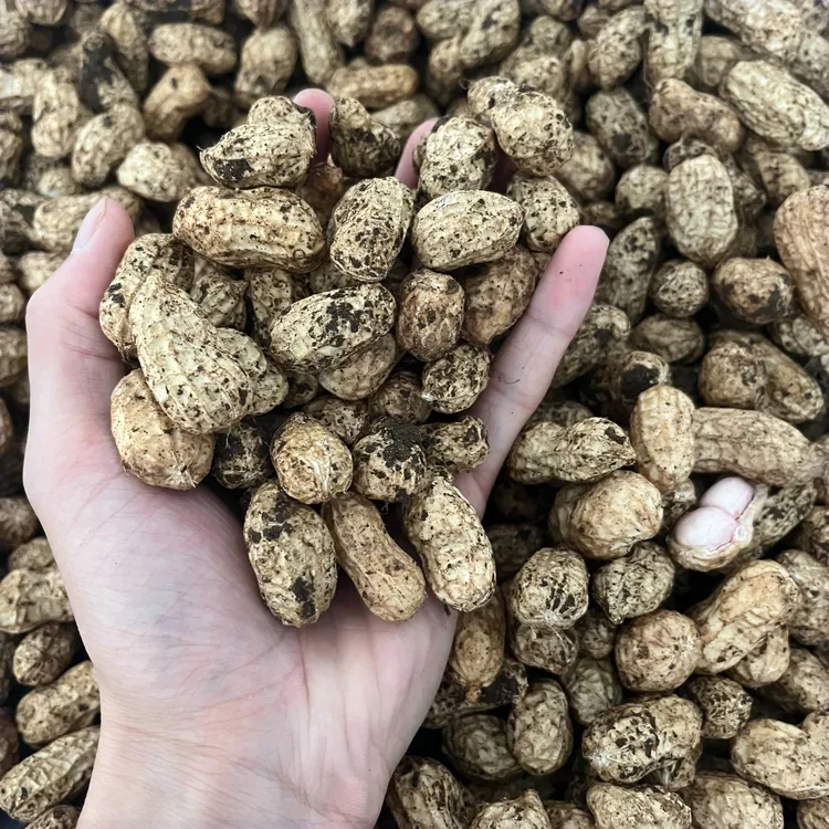 当季现起鲜花生新鲜美味可水煮可凉拌精选生花生带泥饱满湿花生