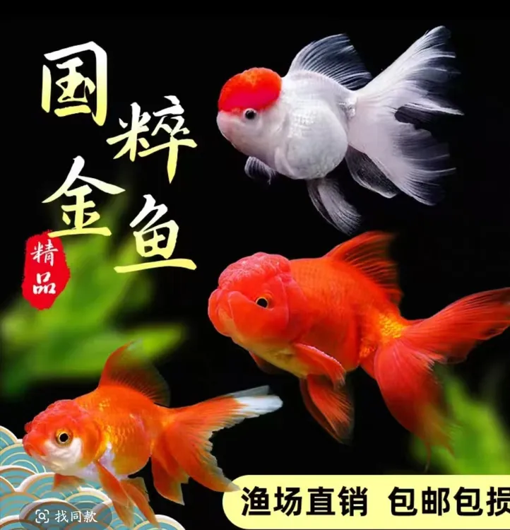 精品赛级冷水金鱼大尺寸好养易活包邮包损6-8公分