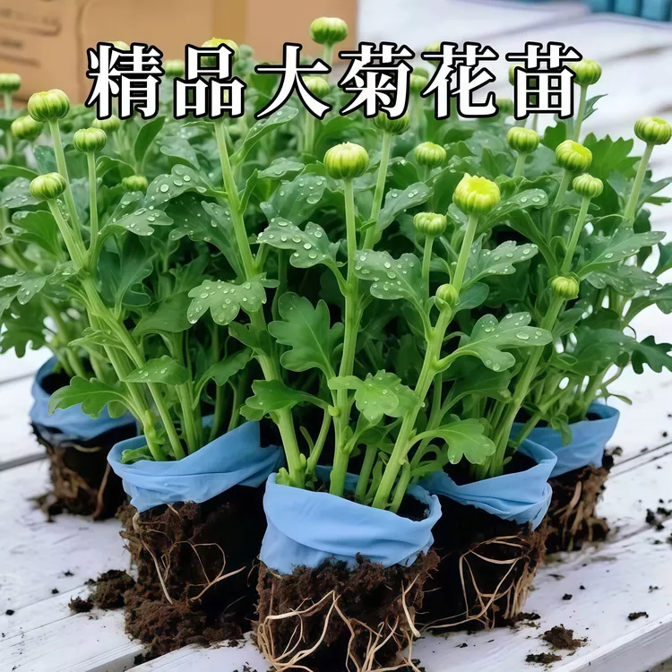 菊花苗荷兰菊盆栽易活室内外阳台四季开花盆栽绿植耐寒多年生耐热