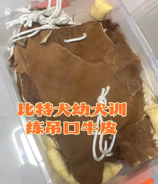 比特犬吊口纯牛皮棒斯塔福猛犬咬合力训练牛皮棒马犬工作犬扑咬棒