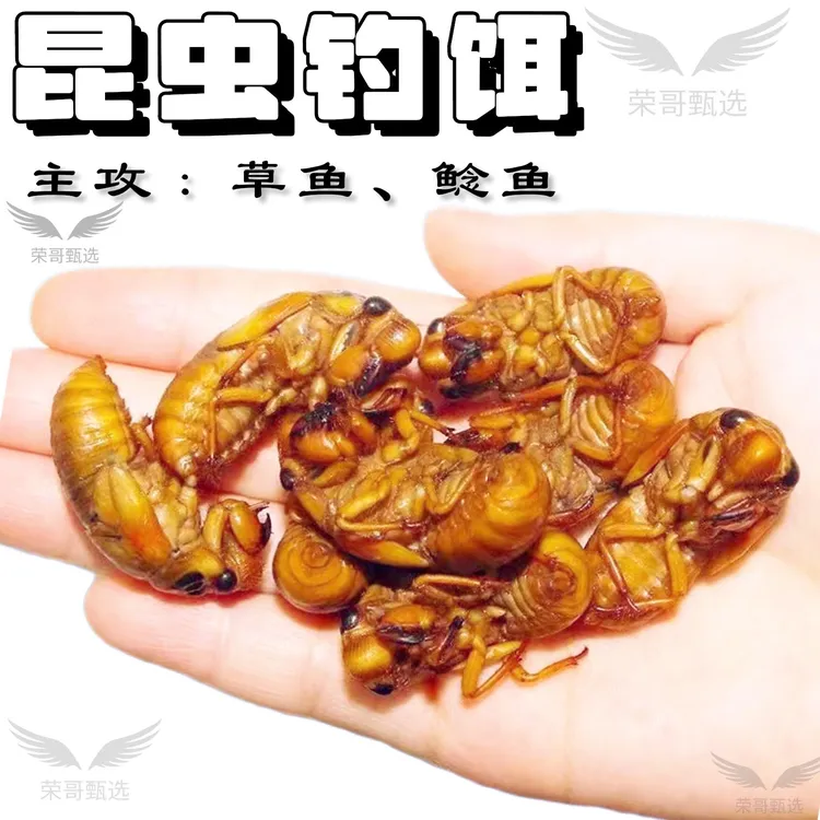 【顺丰包邮】知了昆虫钓鱼饵料天然鱼口好夏季垂钓草鱼江黄鲶鱼