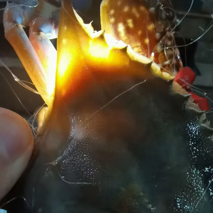 乐呵兄弟专属  渤海湾满黄母蟹 4-7只二斤装 保鲜不包活 顺丰包邮