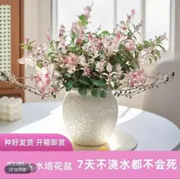 MJ栽好花叶络石盆栽四季五彩花卉耐热耐寒适合阳台办公室桌面