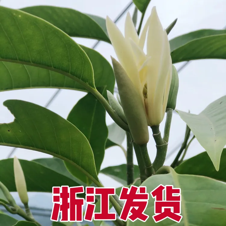 白兰花树苗玉兰原土浓香绿植庭院四季盆栽阳台美观花卉顺丰包邮