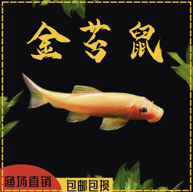 金苔鼠鱼缸清洁鱼工具鱼热带鱼中小型鱼观赏鱼吃粪便鱼清理鱼