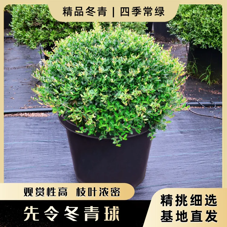 苗农哥先令球完美冬青球庭院别墅花境常绿植物耐寒耐旱绿化植物