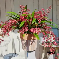 红色粉色白色梦香兰（3盆） 精致爆花带香味耐寒好养云南鲜花绿植