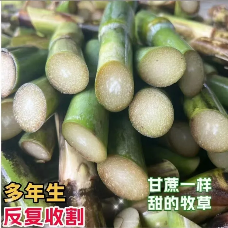 很甜的牧草王糖 蔗2号多年生可以反复收割耐寒耐旱牛羊猪