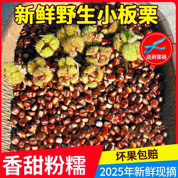 【纯野生】云南纯野生新鲜生板栗野生小毛栗子小板栗
