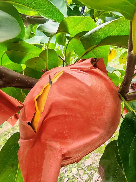 【实惠中果】特惠尝鲜装 山东正宗秋月梨