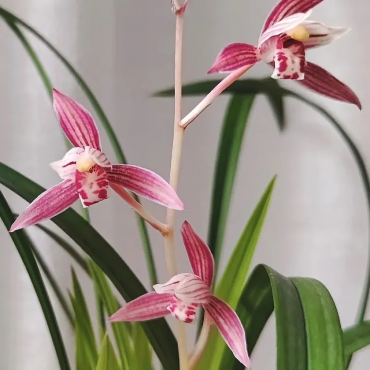 松树四季兰彩虹基地直发发货好名贵养护稀有名贵兰花