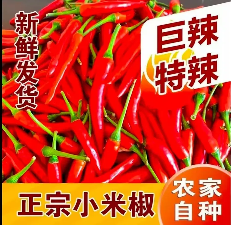 （二妹精选）云南新鲜现摘特辣小米辣可用于餐饮调味的优质蔬菜辣椒