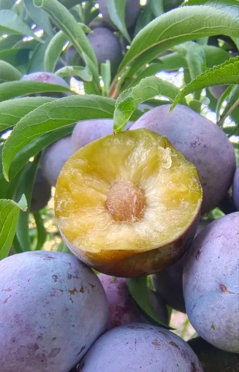 秭归高山新鲜应季脆红李脱骨脆甜多汁爽口肉厚