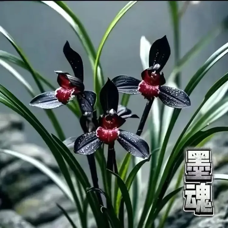 新品浓香型花苞【墨魂】四季兰苗室内桌面绿植阳台盆栽春兰建兰墨兰
