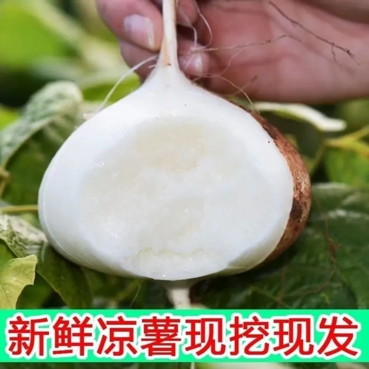 贵州现挖新鲜沙地凉薯当季水果清甜可口粉丝