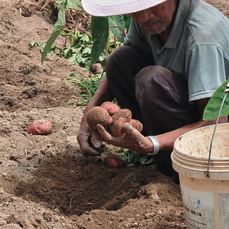 云南高山彝家红皮黄心土豆