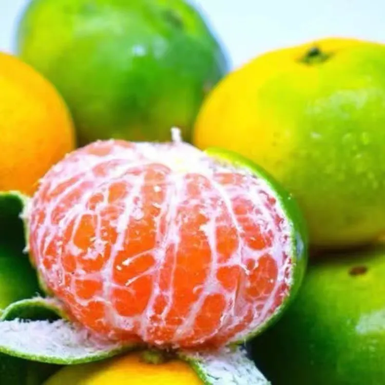 特早熟青皮蜜桔日南一号嫁接橘子树苗南方北方耐寒果树苗盆栽桔子