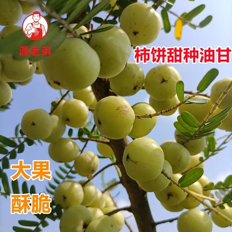 源老弟 柿饼油甘崩坎种新鲜采摘金灶油甘 大果 生吃榨汁一斤装